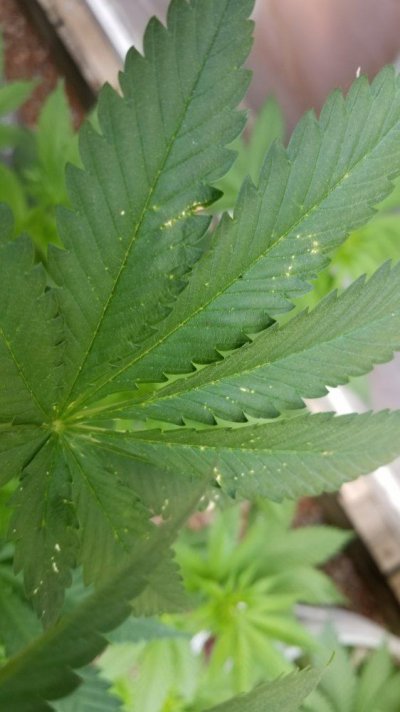 white-spots-and-more-1st-time-grow-4.jpg