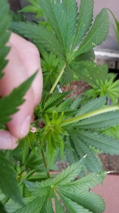 white-spots-and-more-1st-time-grow-10.jpg