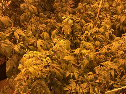 Sealed Room Co2 At Night/ Need Removing?