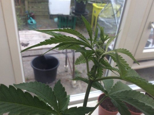 help-sexing-these-plants-8.jpg
