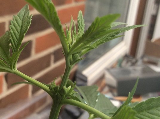 help-sexing-these-plants-13.jpg