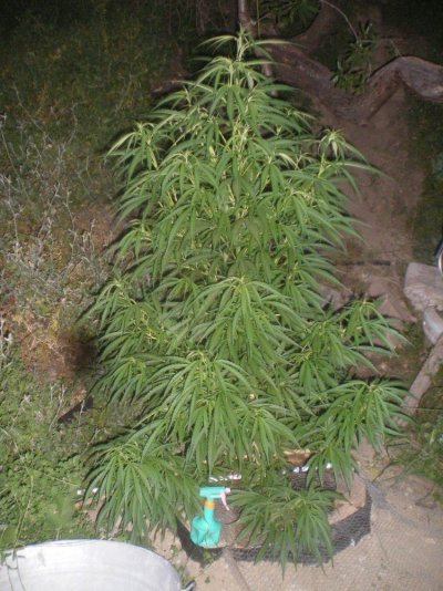 reefermans-hindu-kush-x-haze-vegging-outdoors-4.jpg