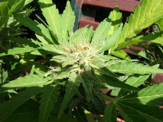 garden2010 024.jpg