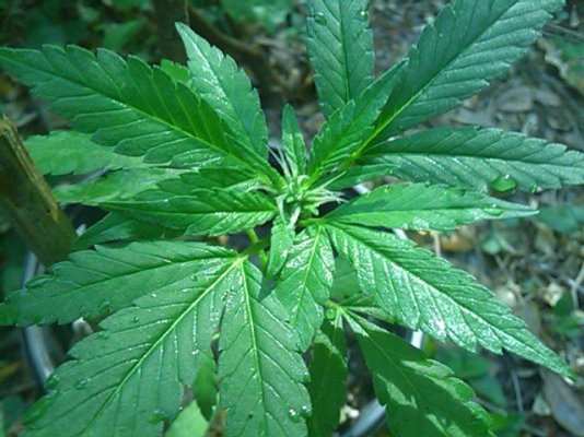 growing in the shade, BAD or GOOD idea? HELP