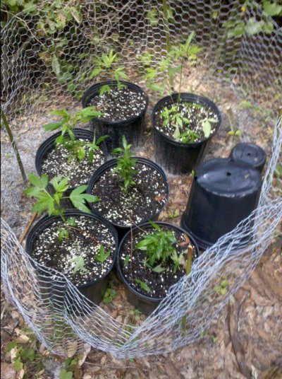 growing in the shade, BAD or GOOD idea? HELP