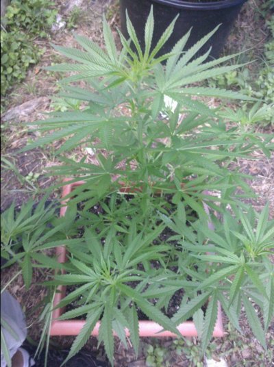 growing in the shade, BAD or GOOD idea? HELP