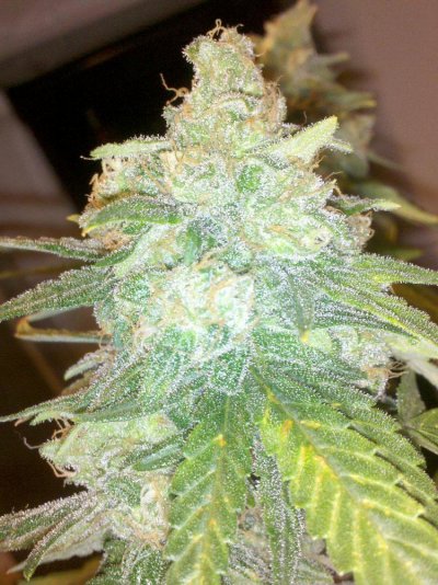My rare mini chocolope pheno e&f sog
