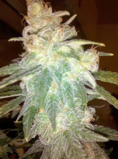 My rare mini chocolope pheno e&f sog