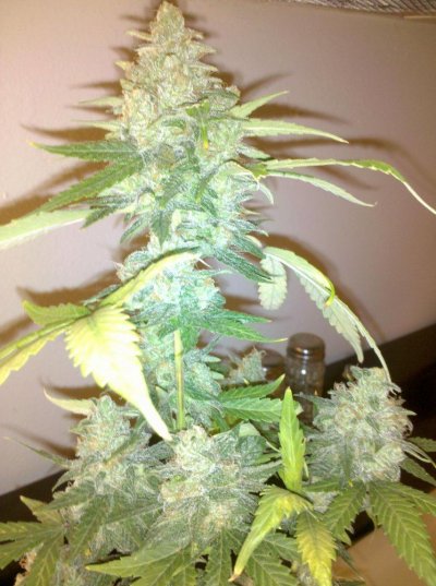 My rare mini chocolope pheno e&f sog