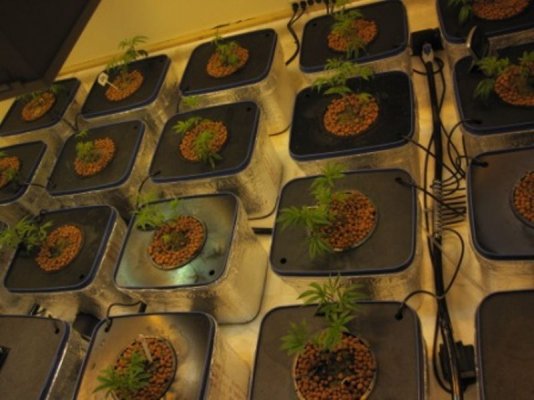 Veg.&Flwr. Rooms 009.jpg