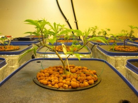 Veg.&Flwr. Rooms 010.jpg