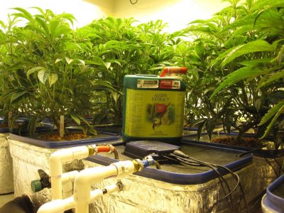 Veg.&Flwr. Rooms 069.jpg