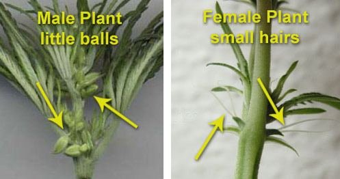 Help Sexing These Plants
