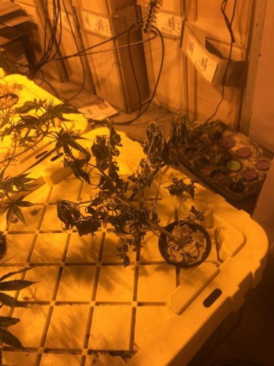Ucdwc Wilted Plant, Slow Growth