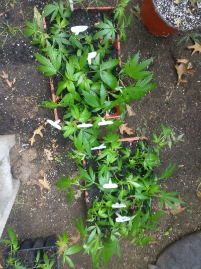 Growing Cyco