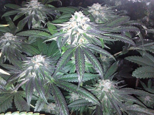 growing-great-buds-at-home-5.jpg