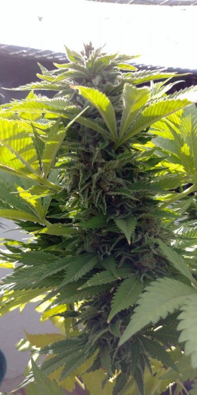 big bud.jpg