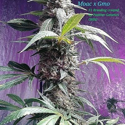 Hello Fellow Growers