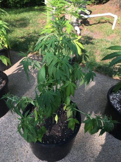 All My Other Plants Are Fine But This One?