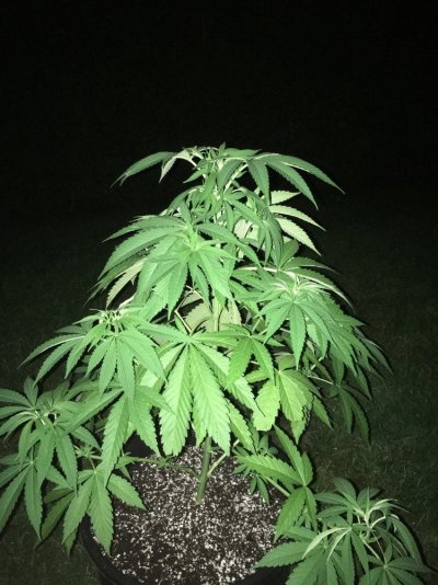 All My Other Plants Are Fine But This One?