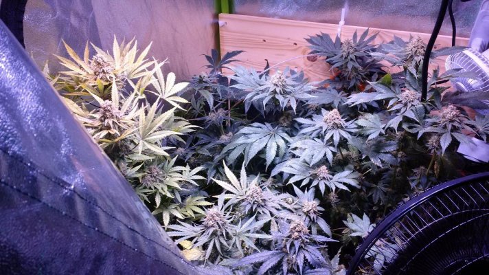 1st autopot run.jpg