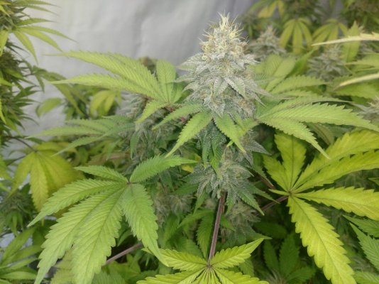 Indoor Seed Crackin' 2018