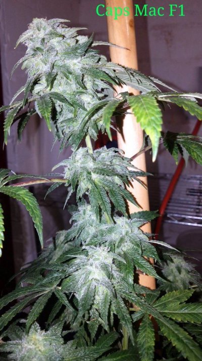 Mac F1 With F2 Seeds 6 Weeks.