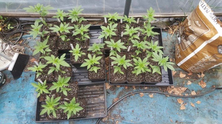 Akmango F2 Pheno Hunt