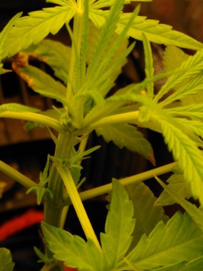 Male Female Or Hermi ?