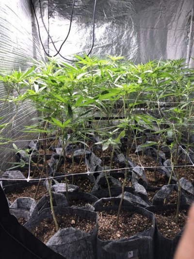 lollipopped-too-much-first-indoor-grow-bluecookies-and-bluezkittles.jpg