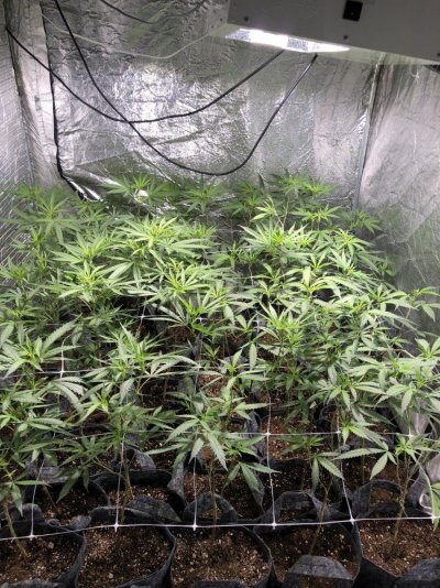 lollipopped-too-much-first-indoor-grow-bluecookies-and-bluezkittles-2.jpg