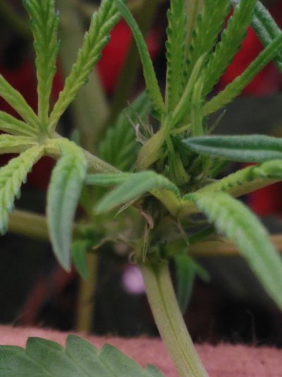 Male Female Or Hermi ?
