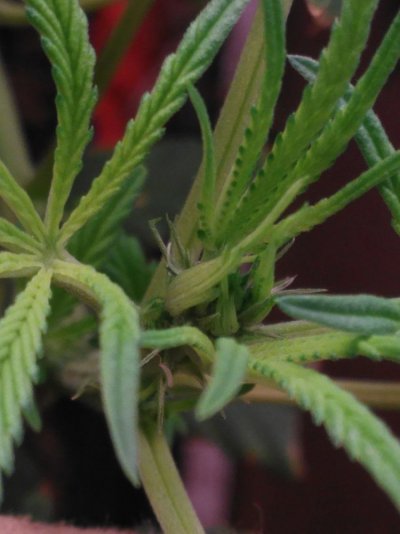Male Female Or Hermi ?