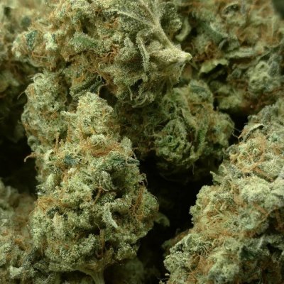 Dankden Support Group Cgo (collaborated Growop)