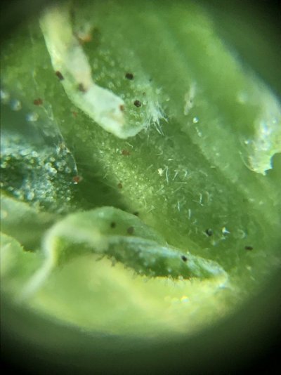 spider-mites-2.jpg