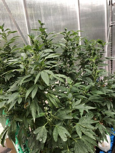 Switching To Flower For 7-10 Days/determine Gender