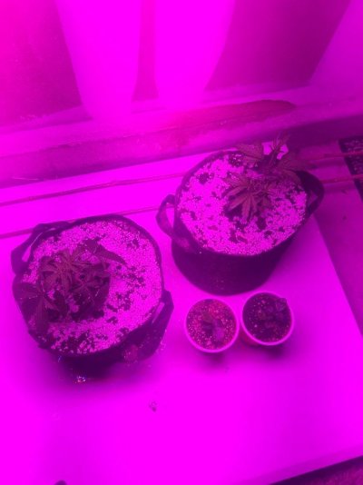 Veg Help, Drooping Leaves