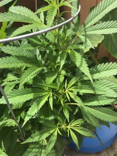 When Flower Starts In Norcal ?