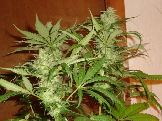 Dreads KKSC x White...thanks OGR