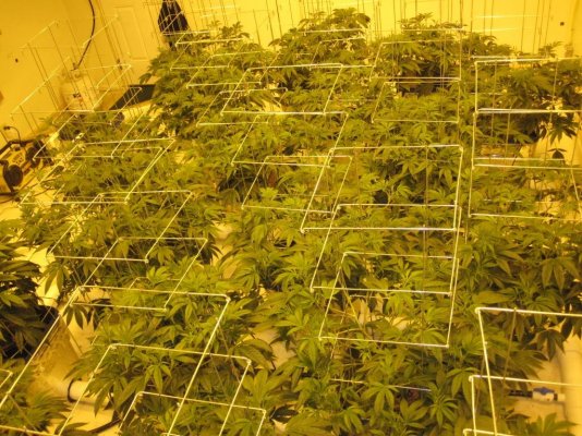 Veg.&Flwr. Rooms 176.jpg