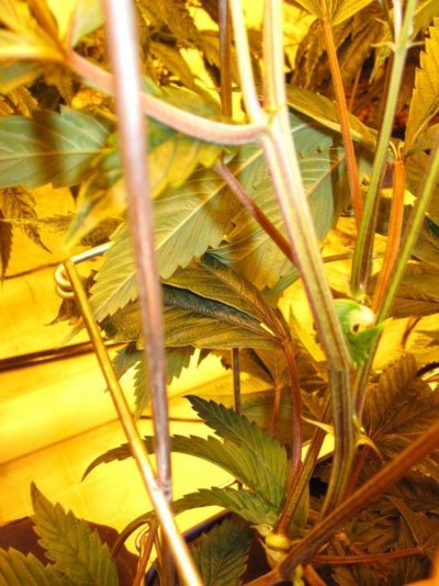 Veg.&Flwr. Rooms 235.jpg