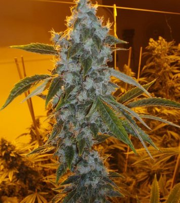 sourd.JPG