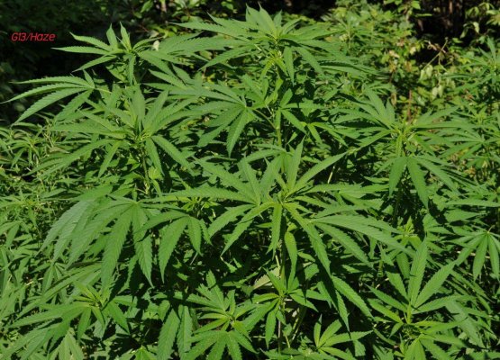 g13haze (2).JPG