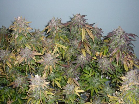The Pollen Chuckers Club! Homemade Crosses only...