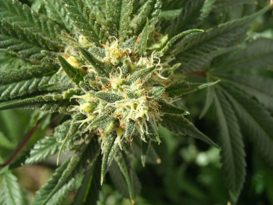 grape-stomper--6-weeks-3.jpg