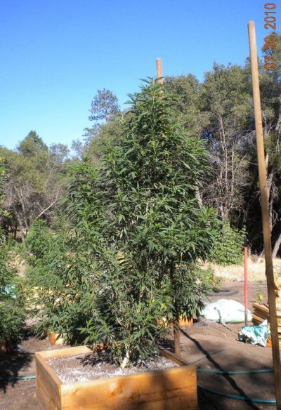 TLD's Dream Greenhouse..... And 2010 Outdoor Grow