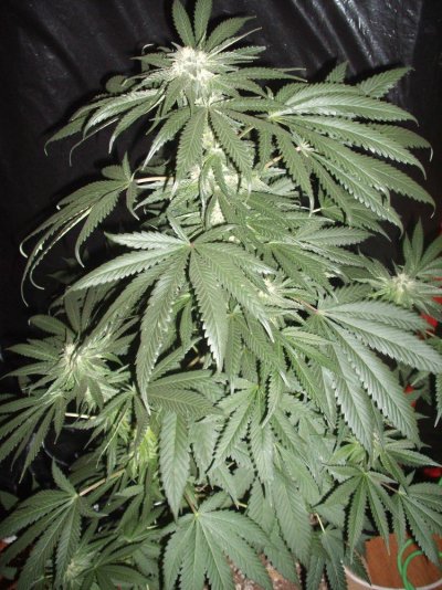 2k vertical with Ken's GDP, LA Pure Kush, ToraBora + more