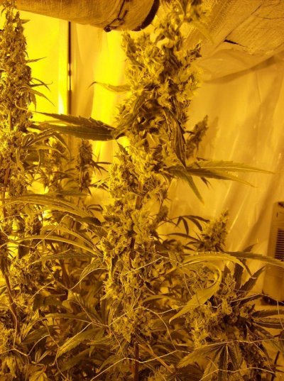 brazilday57-3.JPG