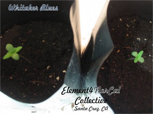 Whitaker Blue Sprouts.jpg