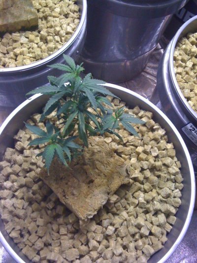 Mastergreens 2kw co2 hempy... (Fire OG, Greencrack)